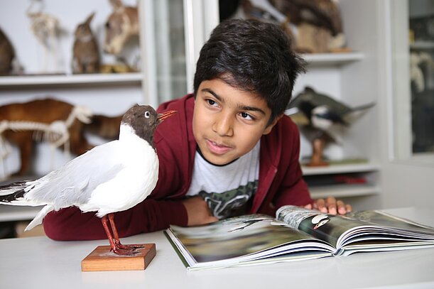 Schüler betrachtet präparierte Möwe und Buch im Biologieraum