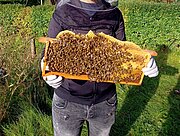 Bienenwabe mit vielen Arbeiterinnen im Holzrahmen in behandschuhten Händen